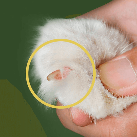 Cat Nail Clippers.