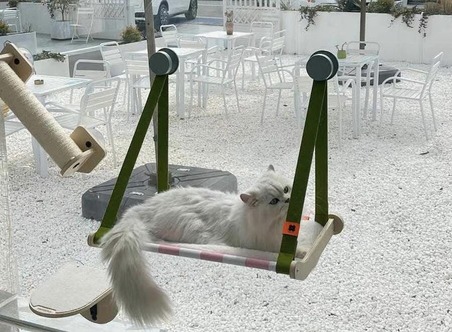 Lattice Wood Window Cat Hammock
