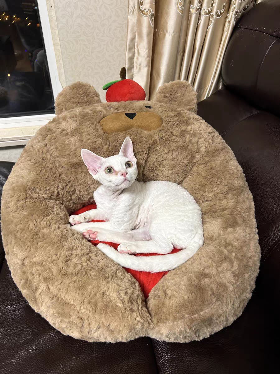 Apple Bear Hug Cat Bed