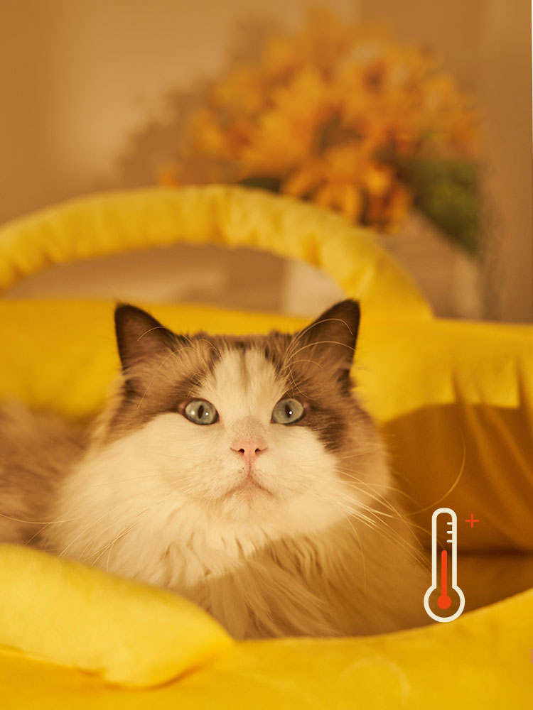 Banana Cat Bed